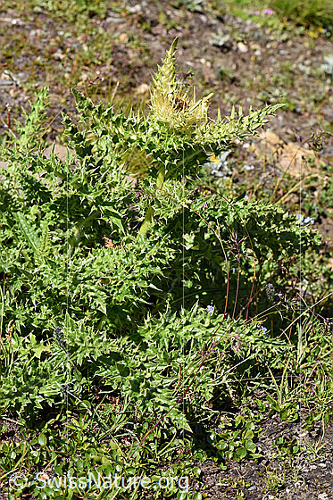Photo: Cirsium spinosissimum. Whole plant (habiti)