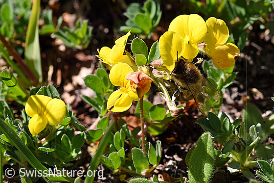 Foto: Italienische Biene (Apis mellifera ligustica) an Alpen-Hornklee (Lotus alpinus). Alias: Italiener-Biene. Länge 11-13mm.