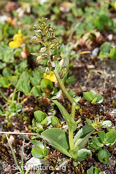 Photo: Coeloglossum viride. Whole plant (habiti).