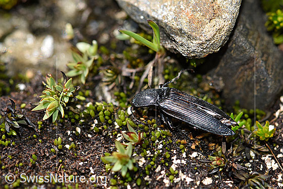 Foto: Kupferfarbener Kammhorn-Schnellkäfer (Ctenicera cuprea). Männchen. Länge 12-18mm.