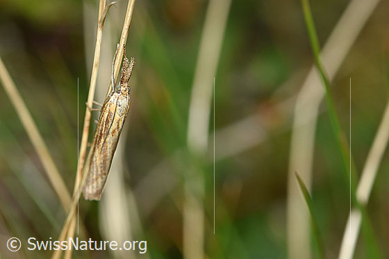 Photo: Probably Agriphila tristella on blade of grass. Wings closed. View from the side.
