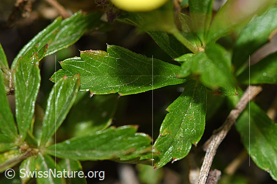 Photo: Probably Potentilla erecta. Leaves.