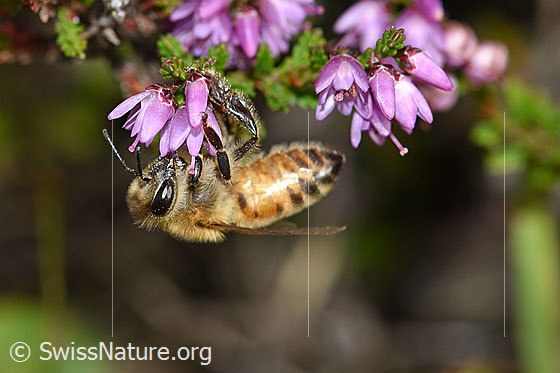 Foto: Italienische Biene (Apis mellifera ligustica) an Besenheide (Calluna vulgaris). Alias: Italiener-Biene. Länge 11-13mm. Ansicht von der Seite.