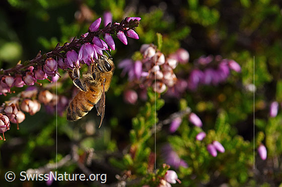 Photo: Apis mellifera ligustica on Calluna vulgaris. Length 11-13mm. View from the side.