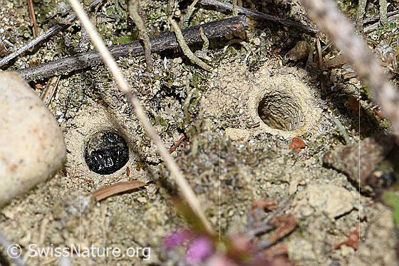 Photo: Gryllus campestris. Nymphe.