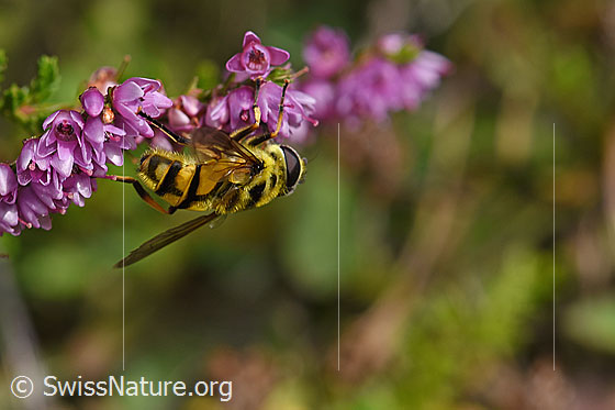 Foto: Totenkopfschwebfliege (Myathropa florea) auf Besenheide (Calluna vulgaris). Ansicht von schräg hinten.