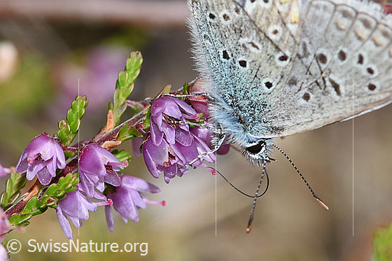 Photo: Probably Plebejus idas on Calluna vulgaris. Wings closed. View from the side. 