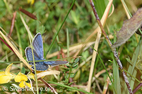 Photo: Probably Plebejus idas on Lotus corniculatus. Male. Wings open. View from diagonally behind.