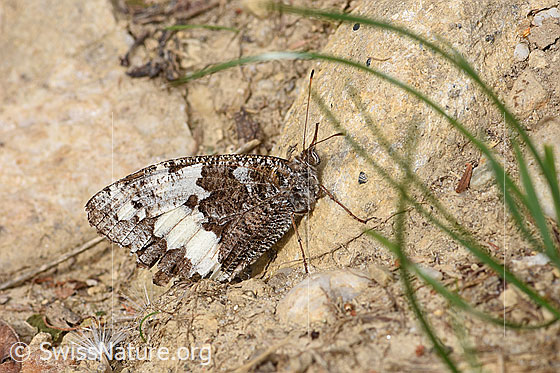 Photo: Brintesia circe. Wings closed. View from the side.