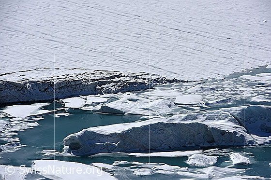 Foto: Chüebodengletscher: Abbruchstelle, Eisschollen und kleine Eisberge.
Auf dem Foto ist die Stelle zu sehen, an welcher im Sommer Jahr 2020 (wahrscheinlich unterspültes) Eis vom Chüebodengletscher abgebrochen ist. Das abgebrochene Eis schwimmt in Form von Eisschollen und kleinen Eisbergen auf dem Gletschersee (Proglazialer See).