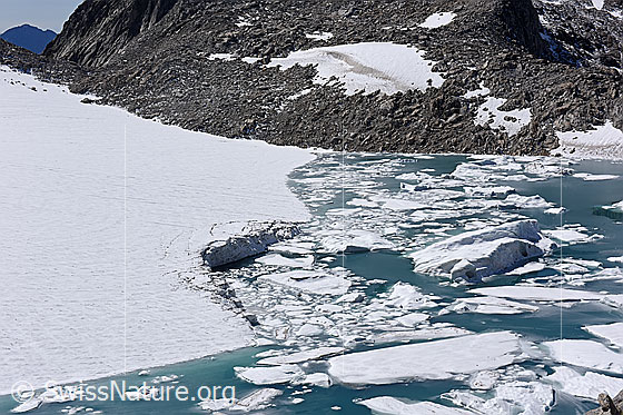 Foto: Chüebodengletscher: Abbruchstelle, Eisschollen und kleine Eisberge.
Auf dem Foto ist die Stelle zu sehen, an welcher im Sommer Jahr 2020 (wahrscheinlich unterspültes) Eis vom Chüebodengletscher abgebrochen ist. Das abgebrochene Eis schwimmt in Form von Eisschollen und kleinen Eisbergen auf dem Gletschersee (Proglazialer See).