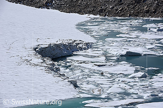 Foto: Chüebodengletscher: Abbruchstelle und Eisschollen. 
Auf dem Foto ist die Stelle zu sehen, an welcher im Sommer Jahr 2020 (wahrscheinlich unterspültes) Eis vom Chüebodengletscher abgebrochen ist. Das abgebrochene Eis schwimmt in Form von Eisschollen und kleinen Eisbergen auf dem Gletschersee (Proglazialer See).