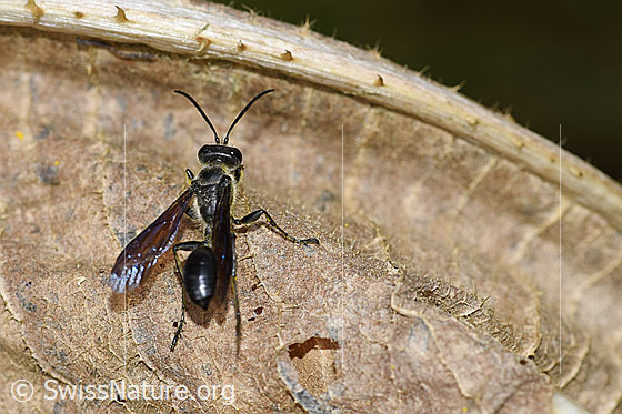 Foto: Stahlblauer Grillenjäger (Isodontia mexicana), Körperlänge 15-20mm, an dürrem Blatt einer Wilden Karde (Dipsacus fullonum).