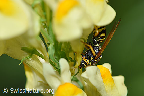 Photo: Paper wasp (Polistes dominula), femal, body length 13-18mm, on Linaria vulgaris.