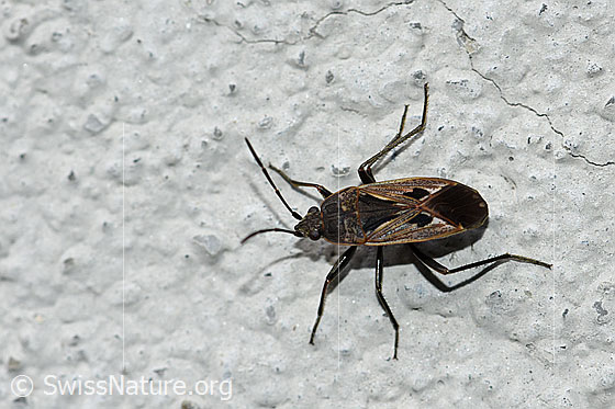 Bug (Rhyparochromus pini)