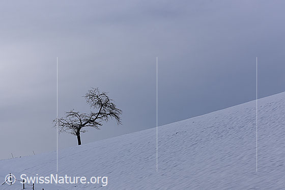 Foto: Speziell geformter Einzelbaum in Winterlandschaft.