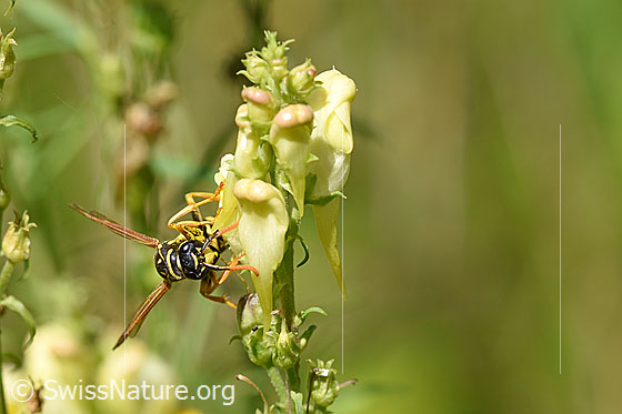 Französische Feldwespe (Polistes dominula) an Gemeines Leinkraut (Linaria vulgaris)