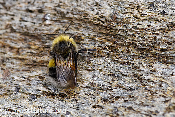 Foto: Dunkle Erdhummel (Bombus terrestris) an Fels, Körperlänge 11-23mm