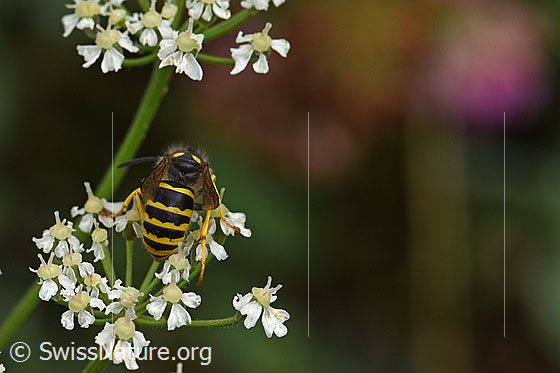 Foto: Waldwespe (Dolichovespula sylvestris). Länge 13-16mm. Ansicht Hinterleib (Abdomen).