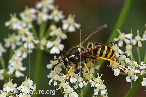 Waldwespe (Dolichovespula sylvestris)