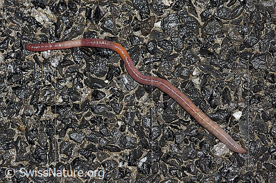 Foto: Regenwurm aus der Familie der Lumbricidae (Regenwürmer)
Umgebung: Fahrstrasse entlang landwirtschaftlicher Nutzfläche.
Familie: Lumbricidae (Regenwürmer)