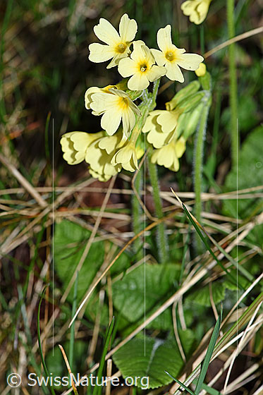 Foto: Wald-Schlüsselblume (Primula elatior). Ganze Pflanze. Wird auch Hohe Schlüsselblume genannt.
Umgebung: Waldrand, 580m ü.M.
Lat.: Primula elatior
Familie: Primulaceae (Schlüsselblumengewächse)
Unterfamilie: Primuloideae
Gattung: Primula (Primeln)