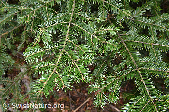 Foto: Weiss-Tanne (Abies alba), Ast und Nadeln.
Ungebung: Mischwald, 150m ü.M.
Lat.: Abies alba
Familie: Pinaceae (Kieferngewächse)
Unterfamilie: Abietoideae
Gattung: Abies (Tannen)