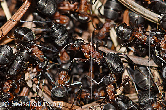 Foto: Rote Waldameisen (Formica rufa).
Umgebung: Auenwald, 560m ü.M.
Verhalten: Die Ameisen sind an diesem Frühlingstag bereits sehr aktiv. Wahrscheinlich werden Reparaturen am Nest vorgenommen.
Lat.: Formica rufa
Familie: Formicidae (Ameisen)
Unterfamilie: Formicinae (Schuppenameisen)
Gattung: Formica (Waldameisen)