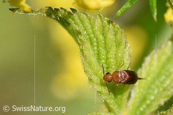 Foto: Mordellistena neuwaldeggiana auf Blatt des Echten Labkrauts (Galium verum). Ansicht von oben. Länge 2.7 - 4mm.