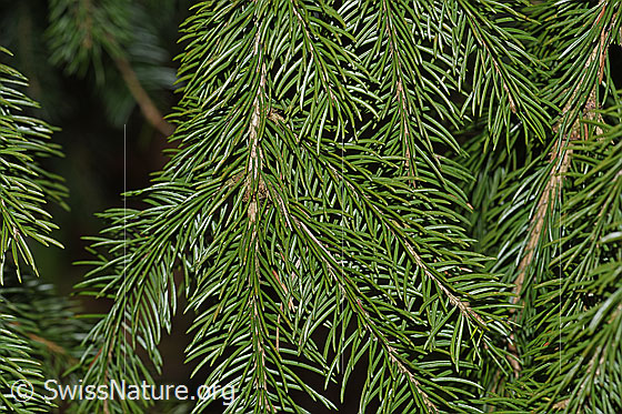 Foto: Gewöhnliche Fichte (Picea abies, Rottanne). Ästchen und Nadeln.
