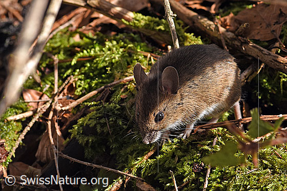 Foto: Wahrscheinlich Waldmaus (Apodemus sylvaticus). Körperlänge: 67 - 114mm. Schwanzlänge: 67 - 113mm.