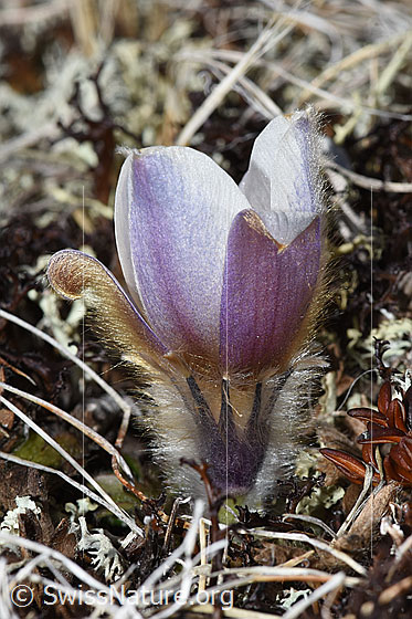 Foto: Frühlings-Anemonen (Pulsatilla vernalis). Ganze Pflanze (Habitus). Ansicht von der Seite.
Andere Namen: Pelz-Anemone, Frühlings-Küchenschelle.