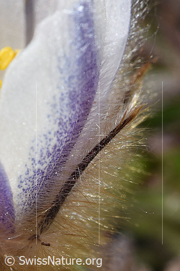 Photo: Pulsatilla vernalis. Hairiness, through which the spring anemone can absorb water.