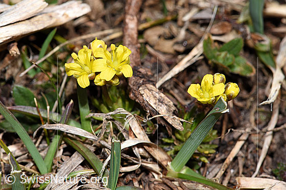 Foto: Hoppes Felsenblümchen (Draba hoppeana). Ganze Pflanze von der Seite.