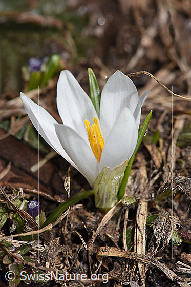 Photo: Crocus albiflorus. Whole plant (habiti). Blossom white and open.