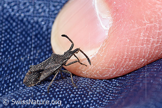 Foto: Coriomeris denticulatus (Randwanze). Länge 8 - 9.5mm.