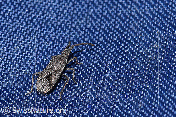 Photo: Coriomeris denticulatus. Length 8 - 9.5mm.