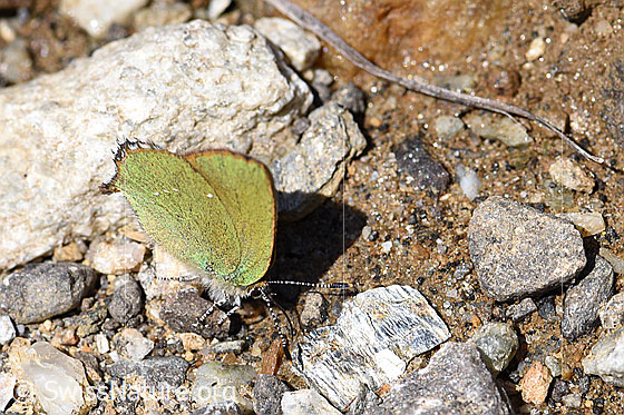 Foto: Brombeer-Zipfelfalter (Callophrys rubi). Ansicht von schräg oben.