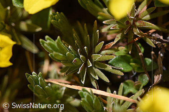 Foto: Goldprimel (Androsace vitaliana). Blatt-Rosette.