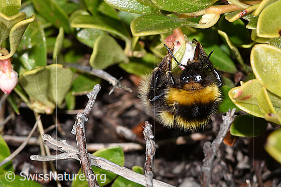 Foto: Wahrscheinlich Tonerdhummel (Bombus argillaceus) auf Immergrüner Bärentraube (Arctostaphylos uva-ursi). Länge 24 - 28mm. Ansicht von vorne oben.