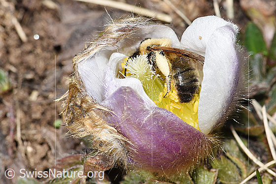 Foto: Erzfarbene Düstersandbiene (Andrena nigroaenea) in Frühlings-Anemone (Pulsatilla vernalis). Länge 13 - 15mm. Weibchen. Ansicht von der Seite.
