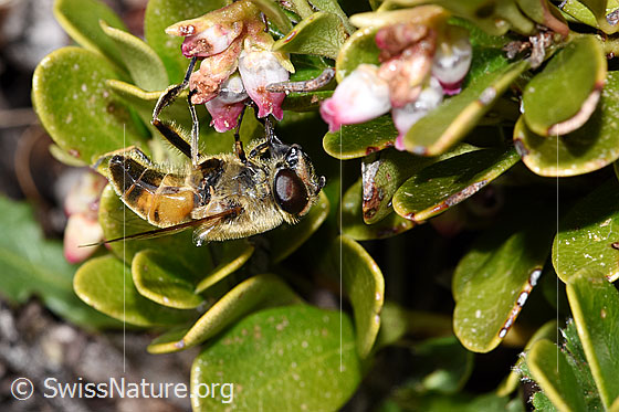 Foto: Mistbiene (Eristalis tenax) an Immergrüner Bärentraube (Arctostaphylos uva-ursi). Ansicht von der Seite.