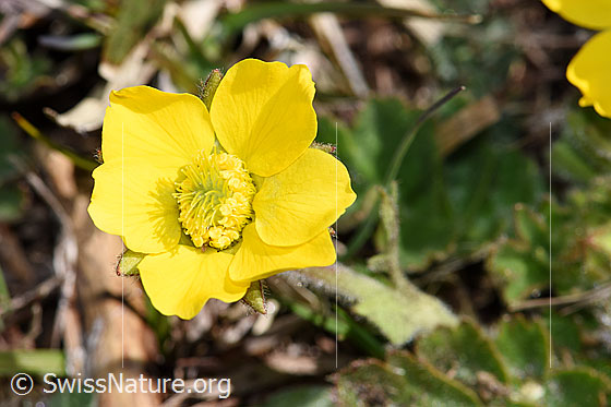 Foto: Gemeine Berg-Nelkenwurz (Geum montanum). Blüte.