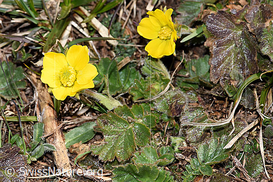 Foto: Gemeine Berg-Nelkenwurz (Geum montanum). Ganze Pflanze (Habitus).