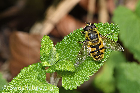 Foto: Totenkopfschwebfliege (Myathropa florea). Männchen. Auf Blatt eines Salbeiblättrigen Gamander (Teucrium scorodonia) sitzend. Ansicht von oben.