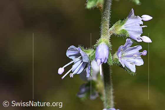 Gebräuchlicher Ehrenpreis (Veronica officinalis)