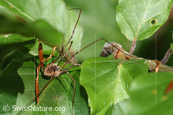 Photo: Probably Mitopus morio. Body length: male 4.5 - 6.5mm, female 7 - 9mm. View from behind top.