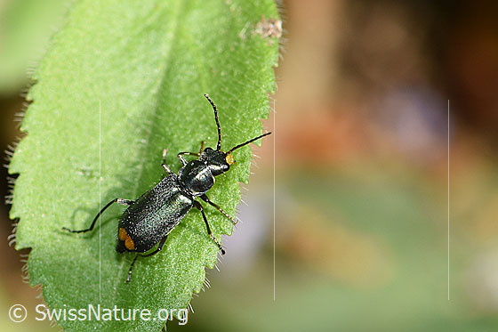 Foto: Clanoptilus elegans (Zipfelkäfer). Länge 5 - 6mm. Ansicht von schräg oben.