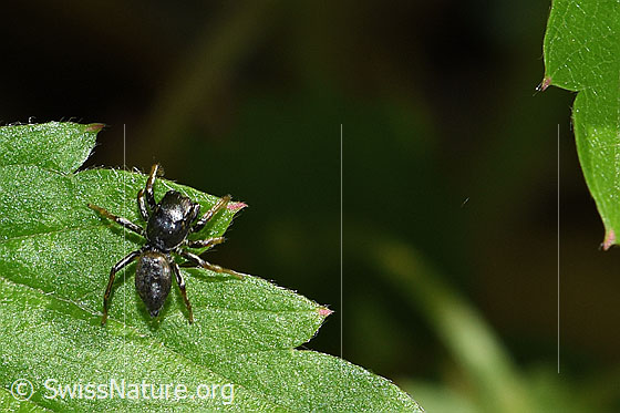 Photo: Heliophanus cupreus. Male. View from above.