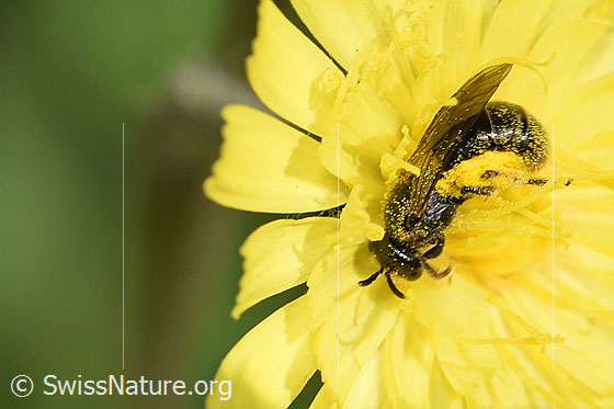 Dufourea minuta (Glanzbiene) auf Öhrchen-Habichtskraut (Hieracium lactucella)